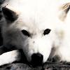 CanisLupus