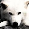 CanisLupus