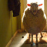 Shepherdess