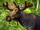 JonMooseBrooks