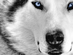 Lobo7922