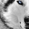 Lobo7922