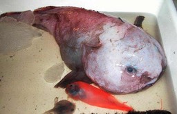 Tzaxliute Tzaxliute